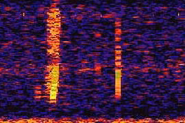 Kỳ bí âm thanh ở Thái Bình Dương nghi do thủy ​quái tạo ra