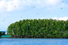 Những vườn chim thanh bình ở Việt Nam