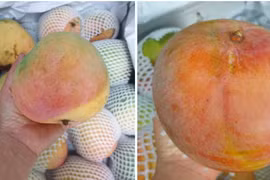 Xoài đỏ khổng lồ được mùa, rớt giá thê thảm 10 ngàn/kg vẫn ế