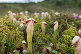 Giải mã loài cây trông giống “của quý” đang gây sốt ở Campuchia 