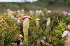 Giải mã loài cây trông giống “của quý” đang gây sốt ở Campuchia 
