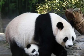 Một số hình ảnh thú vị về loài động vật ngốc nghếch nhất thế giới