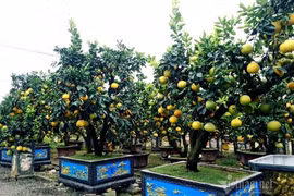 Chăm cây bưởi cổ ra 200 quả, chờ Tết bán đút túi 70 triệu đồng
