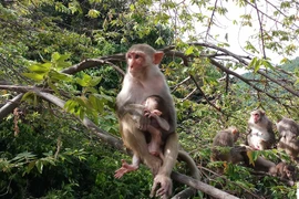 Loài khỉ vàng trên đảo Hòn Trà quý hiếm sao cần bảo tồn gấp? 