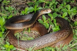 5 loài rắn độc nhất quả đất, số 3 có nhiều ở Việt Nam