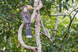 Cận cảnh chim niệc nâu mắc lưới ở Phú Yên, loài "quý như vàng" 