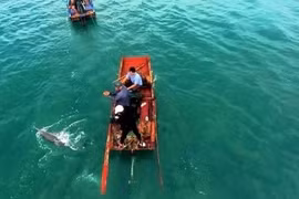 Tận mục đàn cá heo 30 con tung tăng bơi lội ở Cô Tô