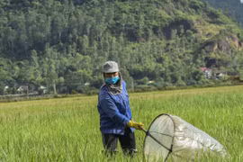 Ba động vật gây hại nhưng đích thị "mỏ vàng", dân bán kiếm bộn tiền 