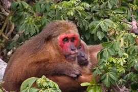 Thú hoang "quý như vàng" đi lạc ở Quảng Ninh, dân lập tức giao nộp