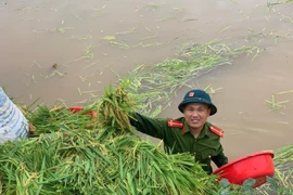 Chiến sỹ Công an Hà Nội ngâm nước giúp người dân cứu lúa