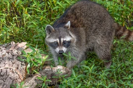 Top động vật thông minh nhất quả đất, giật mình số 3