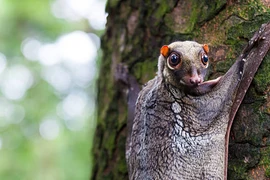 Bật mí bất ngờ về loài chồn bay có tên trong Sách Đỏ Việt Nam