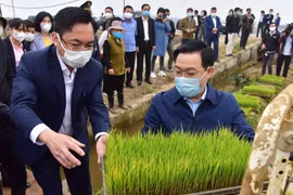 Bí thư, Chủ tịch Hà Nội xuống ruộng cấy lúa cùng nông dân
