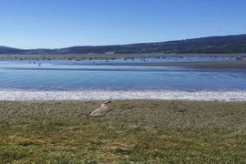 “Cơn mưa cá cơm” đổ ào xuống nước Mỹ, chuyên gia lập tức giải mã 