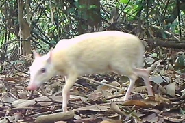 Cheo cheo Nam Dương bạch tạng vừa phát hiện quý hiếm cỡ nào?