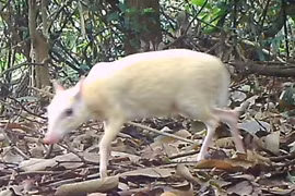 Cheo cheo Nam Dương bạch tạng vừa phát hiện quý hiếm cỡ nào?