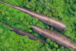 “Đàn cá voi” giữa rừng cây và loạt “động vật” kỳ thú từ tạo hóa