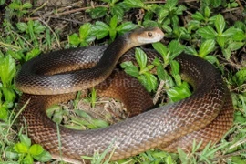 Top 5 loài rắn kịch độc, đoạt mạng người chỉ 1 cú cắn