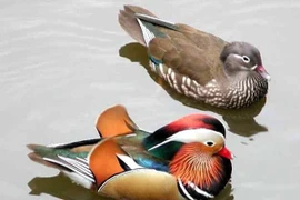 Nhà giàu Việt chi hàng chục triệu đồng mua “vịt cả cặp” về ngắm 