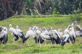 Chim nhạn quý hiếm tưởng tuyệt chủng bỗng xuất hiện ở Quảng Bình