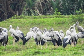 Chim nhạn quý hiếm tưởng tuyệt chủng bỗng xuất hiện ở Quảng Bình