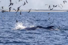 Cá voi liên tục xuất hiện ở biển Đề Gi: Tín hiệu đáng mừng! 