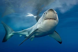 Choáng váng sự thật về cá mập, sát thủ săn mồi khét tiếng