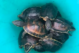 41 cá thể rùa trong VQG U Minh Thượng bị trộm: Toàn loài quý hiếm!