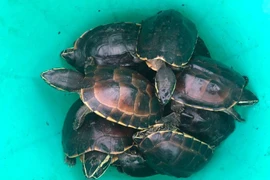 41 cá thể rùa trong VQG U Minh Thượng bị trộm: Toàn loài quý hiếm!