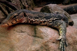 Phát hiện kỳ đà hoa cực hiếm, dân giao ngay cho chính quyền Nghệ An 