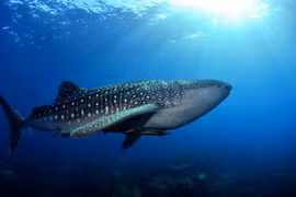 Cá mập voi dạt vào bờ biển Ấn Độ là loài trong Sách Đỏ