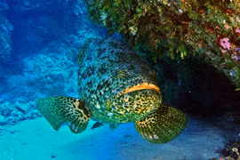 Vì sao cá mú khổng lồ được chọn là "chiến binh canh gác" biển? 