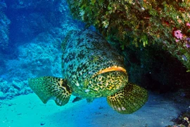 Vì sao cá mú khổng lồ được chọn là "chiến binh canh gác" biển? 