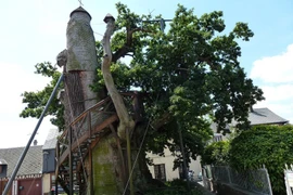 Độc đáo nhà nguyện trong cây sồi 1.000 tuổi ở Pháp