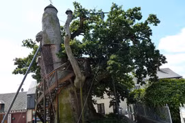 Độc đáo nhà nguyện trong cây sồi 1.000 tuổi ở Pháp