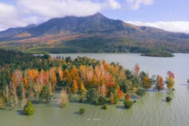  Bất ngờ khung cảnh rừng cây sau sau thay lá ở miền Tây Quảng Trị