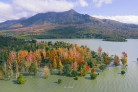  Bất ngờ khung cảnh rừng cây sau sau thay lá ở miền Tây Quảng Trị