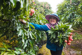 Nông dân Hải Dương thu hàng trăm triệu từ mùa vải chín sớm