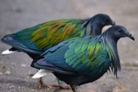 Tò mò bồ câu Nicoba siêu hiếm xuất hiện tại Vườn Quốc gia Côn Đảo 