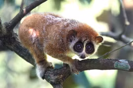 VQG Cát Tiên nhận cá thể cu li: Loài “quý như vàng” ở Việt Nam! 