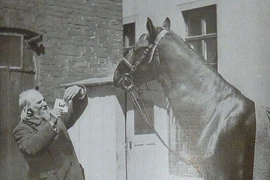 Tiết lộ nguyên nhân ngựa biết... làm toán nổi tiếng lịch sử