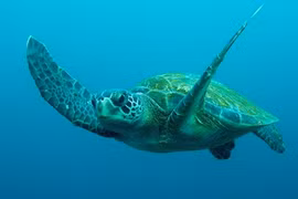 Rùa biển khủng nghi bị giết ở Côn Đảo: Loài hiếm trong Sách đỏ VN