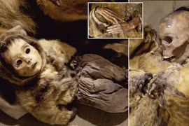 Hãi hùng xác ướp khoảng 500 tuổi bị chôn sống theo mẹ 