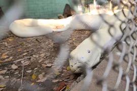 Giao nộp trăn bạch tạng cho trại rắn Đồng Tâm: Loài “xưa nay hiếm“! 