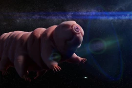Phát hiện nóng hổi về sinh vật 'bất tử', chuyên gia tuyên bố câu chấn động 
