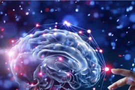 Não bò sát, não thú, não người VTV24: Giả thuyết 3 cấp độ não sai lầm?