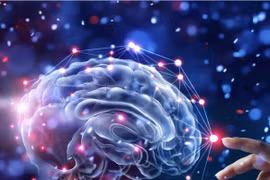 Não bò sát, não thú, não người VTV24: Giả thuyết 3 cấp độ não sai lầm?