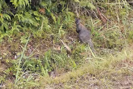 Hai cá thể chuột túi ở Cao Bằng đã chết: Có phải loài quý hiếm?