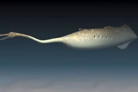 Bí ẩn quái vật cổ đại có mắt nhô ra khỏi cơ thể