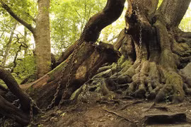 Bí ẩn cây sồi già bị xiềng xích mang lời nguyền chết chóc rùng rợn